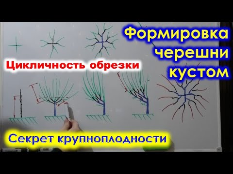 Видео: Формировка ЧЕРЕШНИ КУСТОМ. Особенности роста и плодоношения черешни.