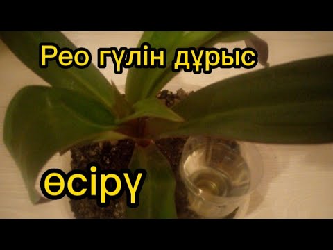 Видео: Рео гүлін дұрыс сұғару. 🌺🌺 🌺🌺 Гүлдер әлемі.Капельный полив.