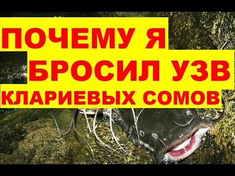 Видео: ПОЧЕМУ Я БРОСИЛ УЗВ КЛАРИЕВЫХ СОМОВ