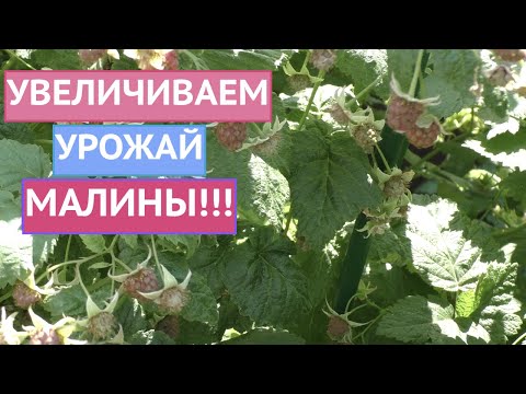 Видео: КАК ПОЛУЧИТЬ ГИГАНТСКИЙ УРОЖАЙ МАЛИНЫ! МОИ ПРАВИЛА ЛЕТНЕГО УХОДА!