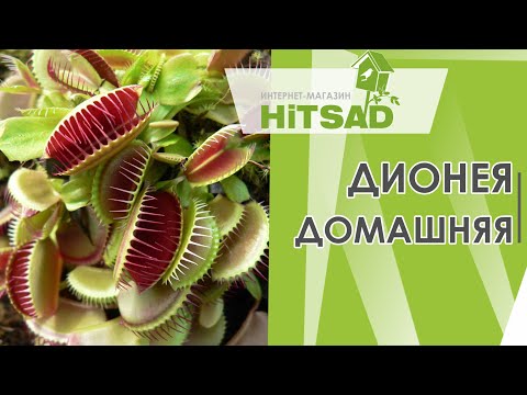 Видео: Уход и выращивание Венерины Мухоловки в домашних условиях ➔  Дионея комнатная  ➔ Советы цветоводам