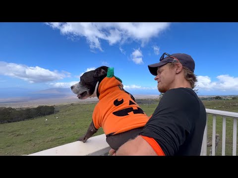 Видео: Список желаний 13-летнего щенка: посещение тыквенной плантации в костюме тыквы, Kula Country Lodg...