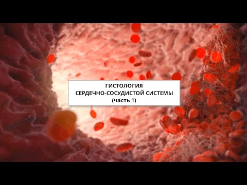 Видео: Гистология Сердечно-сосудистой системы (часть 1)