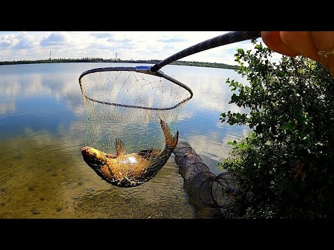 Видео: ТРОФЕЙНЫЕ ЛЕЩИ!!! (Рыбалка на фидер.)