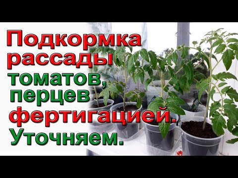 Видео: Подкормки рассады томатов, перцев фертигацией . Уточняем.
