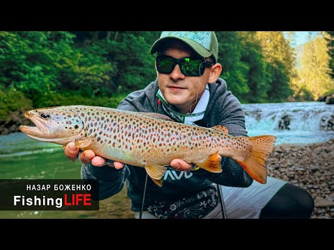 Видео: Форель в Карпатах 2025 - Як Ловити Форель?