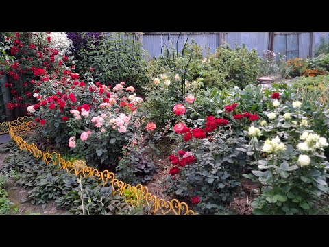 Видео: Лучше роз могут быть только розы.