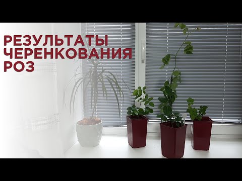 Видео: Саженцы роз из черенка, демонстрация корневой системы. Итоги пяти месяцев с момента черенкования