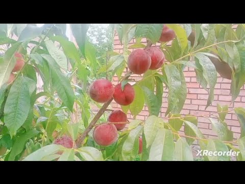 Видео: Персик "Рубіновий принц"