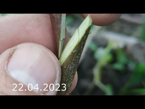 Видео: Grafting plum // Прививка сливы на алычу весной