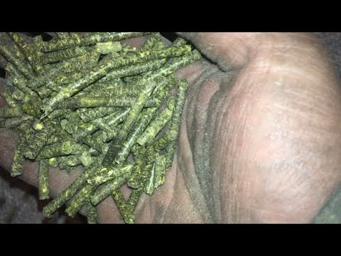 Видео: Травяная Гранула Люцерны Диаметр Гранулы 3,5 мм Рабочая Часть Гранулятор DR 200 Подвижные Ролики!