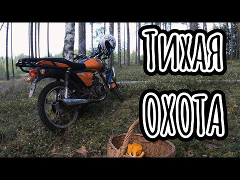 Видео: За грибами на Альфе | Тихая Охота | Что взять в лес на один день |