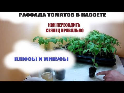 Видео: Выращивание рассады помидор без пикировки в кассетах.Плюсы и минусы такой рассады томатов
