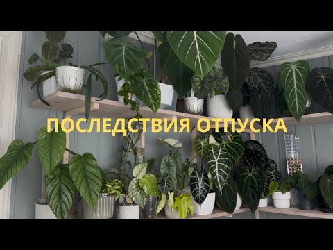 Видео: GreenVLOG//после отпуска БОРЮСЬ с вредителями//Часть 1