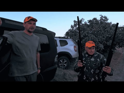Видео: Охота на голубя. Кольчатая горлица