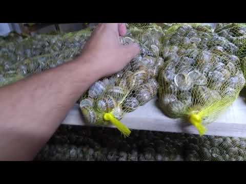 Видео: Helix aspersa muller - равликова ферма (сушка равлика)