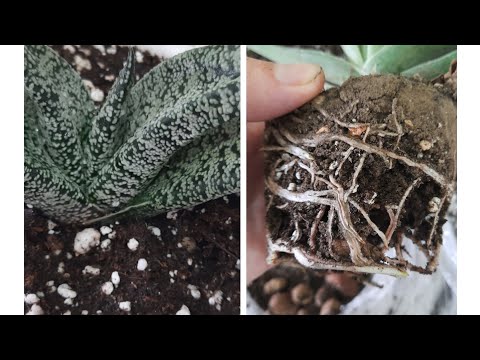 Видео: Пересадка гастерий🪴//какие корни наросли в глине
