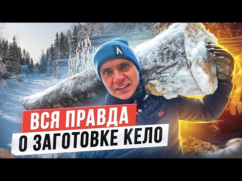 Видео: Вся правда о заготовке древесины из Кело. Делимся секретами нашего производства