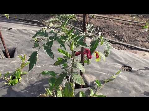 Видео: Томаты в открытом грунте замерзли. СТЕПЕНЬ ОБМОРОЖЕНИЯ разная. Что делать? Какие  буду ВЫХАЖИВАТЬ?