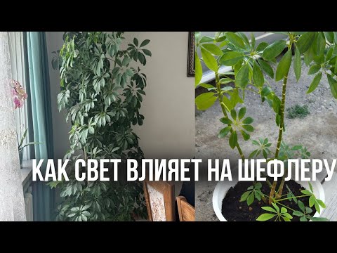 Видео: Почему желтеют и опадают листья шефлеры. #шефлера#цветы #шефлерауход#домашниецветы#комнатныерастения