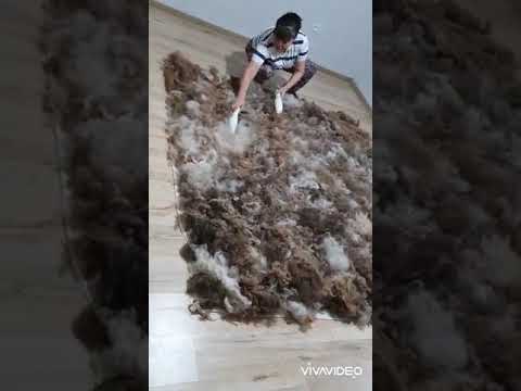 Видео: Жамылғы көрпеге түйе жүнін салу.