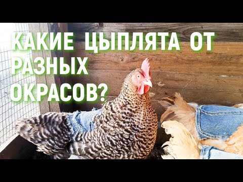Видео: РАЗНЫЕ ОКРАСЫ Мехеленской кукушки КАКИЕ ЦЫПЛЯТА получаются?