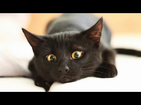 Видео: "Чёрное чудо". Мистическая история.