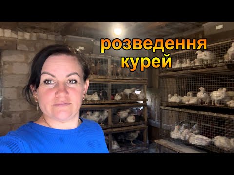 Видео: Розведення курей в домашніх умовах. Пташиний двір