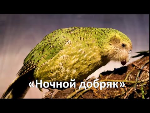 Видео: Интересный факт: "Ночной добряк"