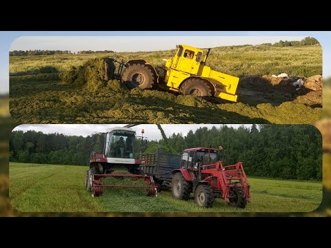 Видео: Заготовка силоса комбайнами ДОН-680.Трактор Кировец на тоамбовке.