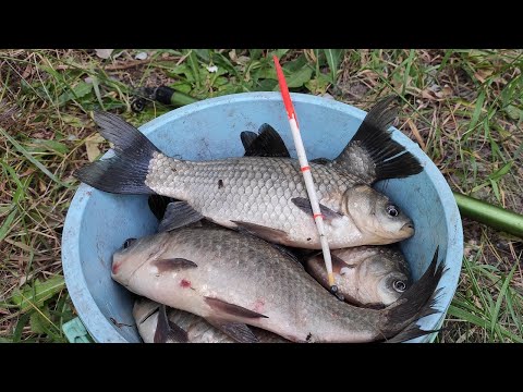 Видео: Ловля карася ВЕДРО за ЧАС - выкладывают ПОПЛАВОК в кувшинках, рыбалка летом