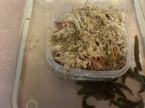 Видео: Разведение пиявок дома. Год второй.