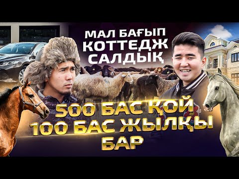 Видео: 1 қошқар 110 000$ тұрады. Мал бағып 1 коттедж салып, 2 джип алып, 2 бизнес ашқан. МАЛ ШАРУАШЫЛЫҒЫ