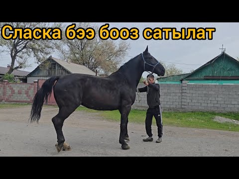 Видео: Сласка бээ бооз сатылат тел:+996 770 249 387