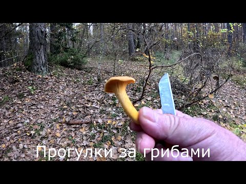 Видео: Прогулки за грибами | Есть еще лисички в лесах, но их мало.