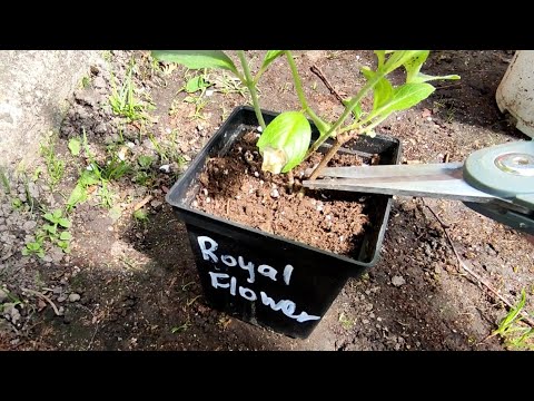 Видео: Обрезаю  черенки гортензий из кассеты для красивого куста 🌿