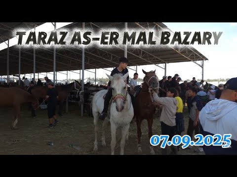 Видео: Жылқы базарға шолу / Мал базар Тараз