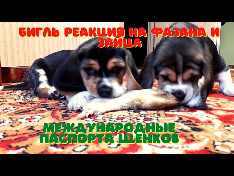 Видео: Бигль. Реакция Бигля на фазана и зайца. Международный паспорт собак. Жизнь Бигля.Часть шестая.