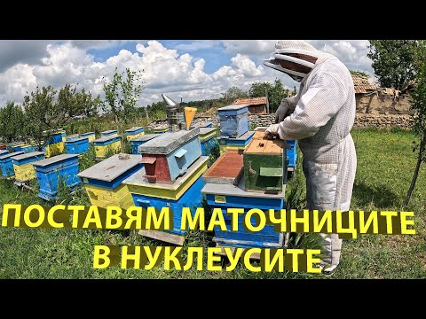 Видео: Поставям маточниците в нуклеусите и пренасям за следващите.