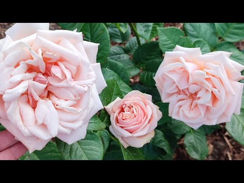 Видео: Роза Афродита и другие, май