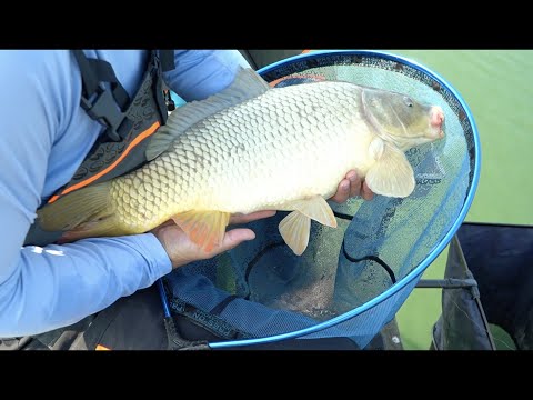 Видео: Рибалка на коропа в спортивному стилі FFSM | Епізод №1