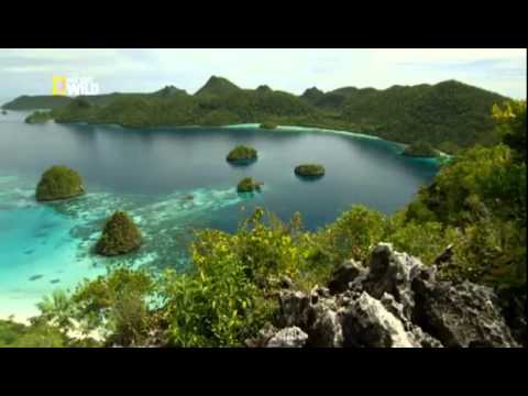 Видео: Дикая природа Индонезии  Затерянные миры Папуа