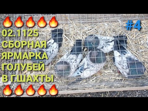 Видео: 🔥🔥🔥 Сборная ярмарка голубей. Птичий рынок в г.Шахты. Часть 4. Pigeon Fair. Bird Market.