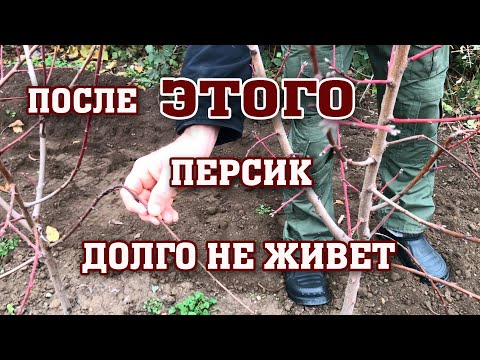 Видео: После ЭТОГО персику долго не жить !