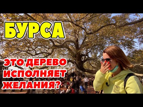 Видео: БУРСА. ВЫ ДОЛЖНЫ УВИДЕТЬ ЭТО ДЕРЕВО. 600 ЛЕТНИЙ ÇINAR AĞACI