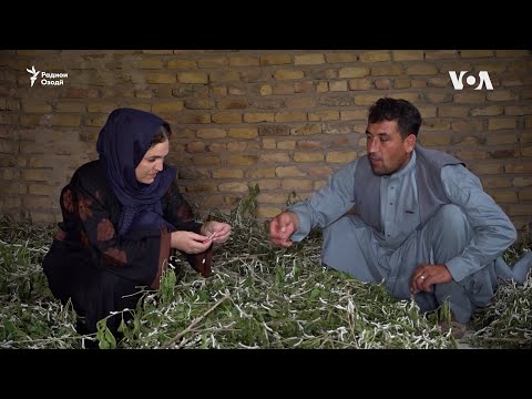 Видео: Омадани Толибон Шикеборо хонашину пиллапарвар кард