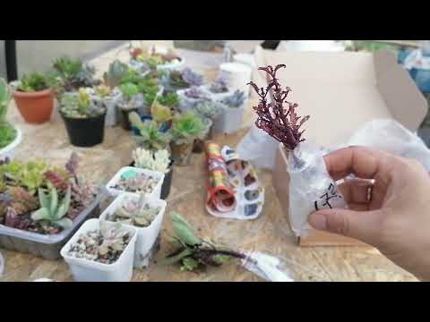 Видео: Люблю колеусы) Распаковочка) 16 сентября 2024.