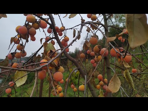 Видео: Хурма 2025. Що і як в цьому сезоні.