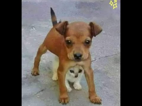 Видео: 🐕 За друга покусаю! 😸 Смешное видео с собаками, кошками и котятами! 🐈
