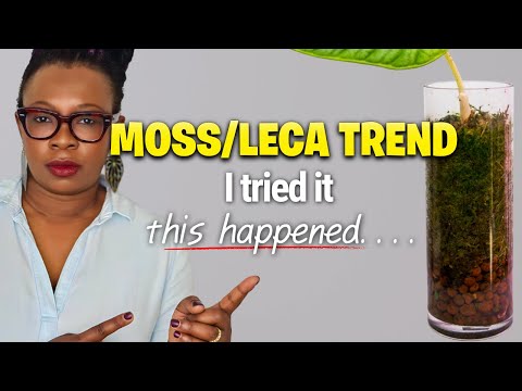 Видео: Эксперимент с алоказией: является ли конструкция из вирусного мха и стеклянной вазы ловушкой?
